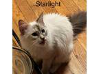 Adopt Starlight a Domestic Medium Hair, Siamese