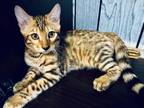Absolutely Stunning Purebred Bengal Kittens S