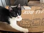 Bandit Black White Manx Boy