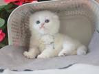 BLUE EYES Scottish Fold Eli