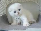 BLUE EYES Scottish Fold Eva