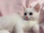 White Kitten Litter