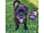 Adopt Tux a Mixed Breed