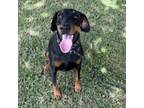 Adopt Guinevere a Doberman Pinscher