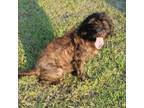 Adopt Ms Frizzle a Schnauzer