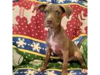 Adopt Wisp a Mixed Breed