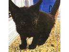 Adopt Allure a Domestic Short Hair