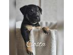 Adopt Costa a Jack Russell Terrier