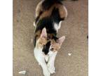 Adopt Kimmy a Maine Coon, Domestic Medium Hair