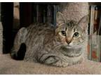 Adopt Hazelnut a Tabby, Domestic Short Hair