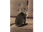 Adopt Coconut a Tabby, Domestic Short Hair
