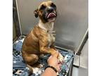Adopt Salami a Boxer, Mixed Breed