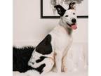 Adopt Aja a American Staffordshire Terrier, Mixed Breed