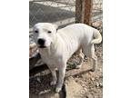 Adopt Windy a Terrier, Mixed Breed