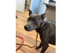 Adopt Storm a Terrier, Mixed Breed