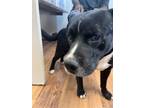 Adopt Turbo a Staffordshire Bull Terrier, Mixed Breed