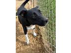 Adopt Star a Labrador Retriever, Staffordshire Bull Terrier