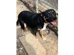 Adopt Rain a Staffordshire Bull Terrier, Labrador Retriever