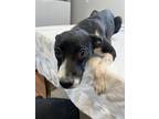 Adopt Breeze a Labrador Retriever, Staffordshire Bull Terrier