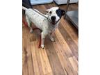 Adopt Letty a Staffordshire Bull Terrier, Mixed Breed