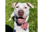 Adopt Toby a Pit Bull Terrier