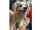 Adopt Barbaque a Mixed Breed