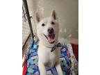 Adopt Lincoln a Husky, Mixed Breed