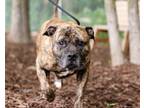 Adopt Otis a Mastiff, Mixed Breed