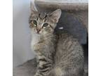 Adopt Piggy Pie_3 a Domestic Short Hair