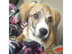 Adopt Trout_2 a Retriever