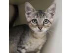 Adopt Google Doc_1 a Domestic Short Hair