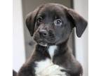 Adopt Monty a Retriever