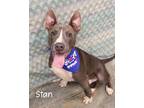 Adopt Stan a American Staffordshire Terrier