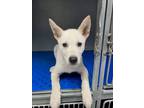 Adopt Moe a Shepherd, Great Pyrenees
