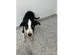 Adopt Dean a McNab, Border Collie