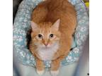 Adopt Sunny a Domestic Short Hair