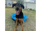 Adopt Lucio a Coonhound, Husky