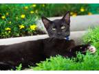 Adopt ENDER a Domestic Short Hair