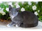 Adopt Enola a Domestic Short Hair