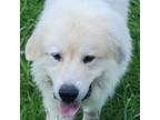 Adopt Barry a Great Pyrenees