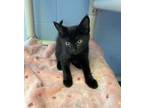 Adopt Kitt a Domestic Short Hair