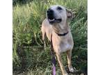 Adopt Jude a Mountain Cur