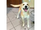 Adopt Carmelo a Labrador Retriever, Husky