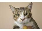 Adopt Prime a Domestic Short Hair, Tabby