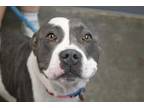 Adopt Orian a Pit Bull Terrier