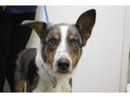 Adopt Blue (Bluey) a Catahoula Leopard Dog, Australian Cattle Dog / Blue Heeler