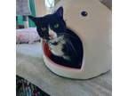 Adopt Griffen a Domestic Short Hair