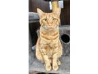 Adopt JC a Domestic Short Hair