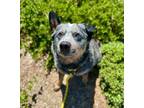 Adopt Rocky a Australian Cattle Dog / Blue Heeler