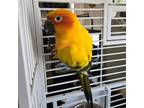 Adopt Pippen a Conure